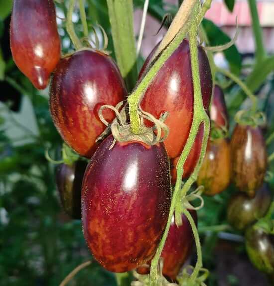 Гурман Полосатый Гигант